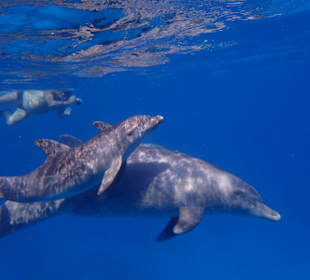 Baby Delfin mit Mama