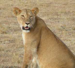 Man immer diese Touristen