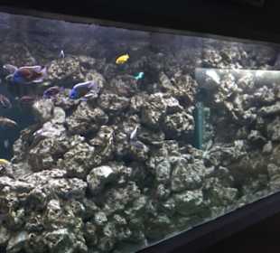 Tierpark Hellabrunn - Fische