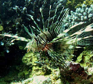 Feuerfisch