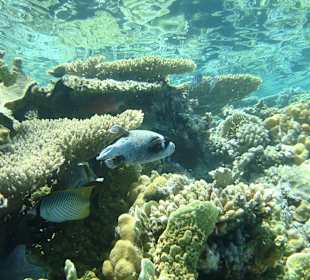 Riff zum Schnorcheln