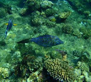 Hausriff Hotel Tulip Resort