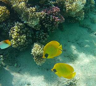 Schnorcheln Makadi Bay