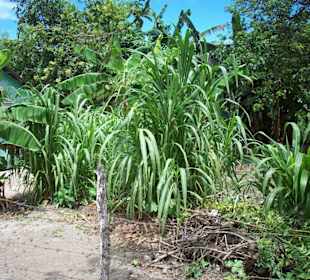 Mano Juan - Seavis Tours