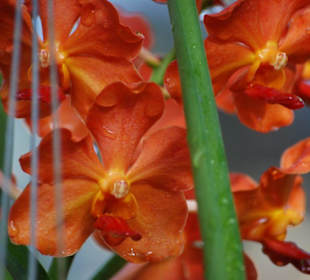Farma orchidei
