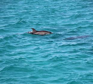 Delfin Tour Hurghada