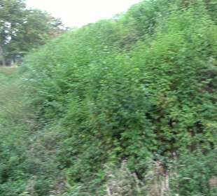 Fort Söflinger Turm