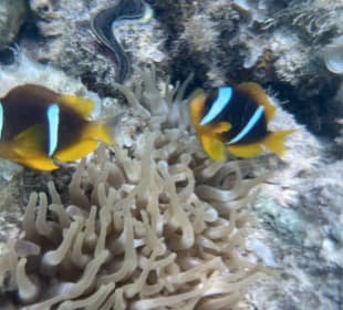 Schnorcheln Hurghada