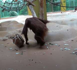 Tierpark Hellabrunn - Welt der Affen