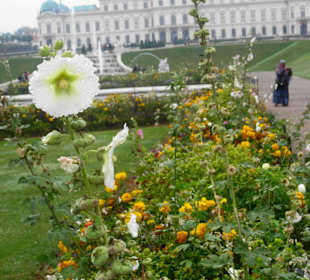 Taubenetzte Blume mit oberem Schloss imHintergrund