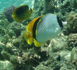 Hausriff Fort Arabesque