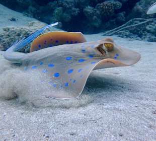 Schnorcheln Marsa Alam