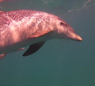 Freilebende Delfine...