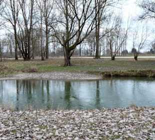 Auenwald an der Isar