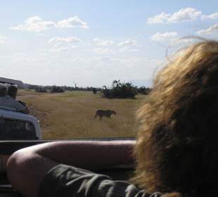 Löwin im Amboseli NP