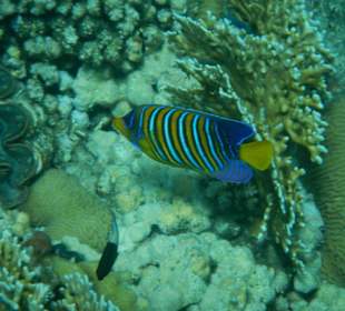 Pfauenaugen-Kaiserfisch