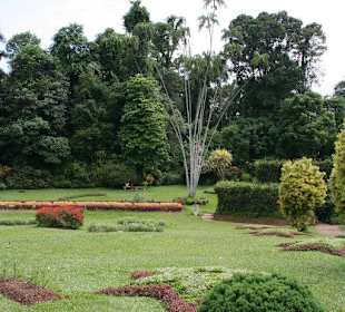 Botanischer Garten Kandy