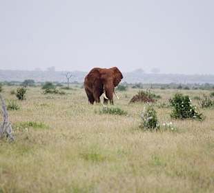 Nationalpark Kenia