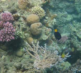 Großartiges Hausriff