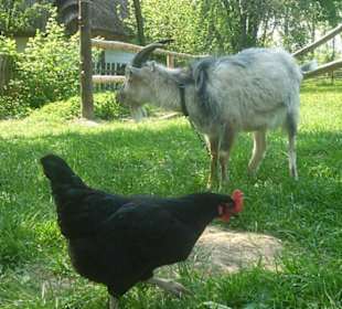 Zwierzęta w zagrodach