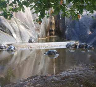 Bad für Schildkrten