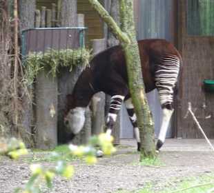 Okapi 