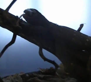 Naturhistorisches Museum