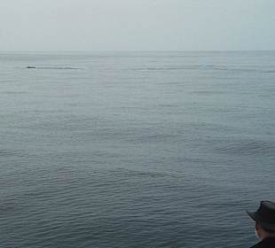 Whale Watching in Los Angeles