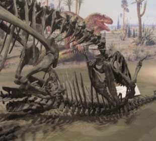 Allosaurus fragilis, Jura
