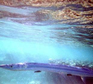 Putzerfische bei ihrer Arbeit