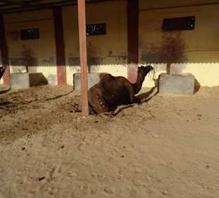 Auf dem Gelände der Kamelfarm