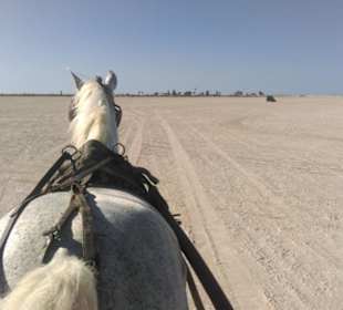 Kutschfahrt Richtung Flamingoinsel