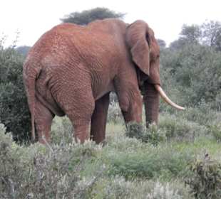 Ist er nicht schön ?