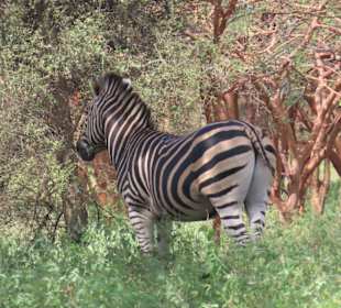 Zebra auf der Wiese 