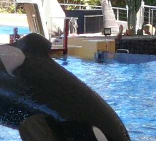Loro Parque 