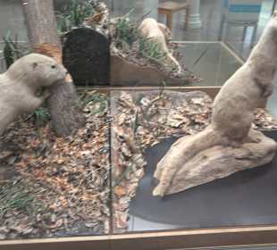 Staatliches Naturkunde Museum