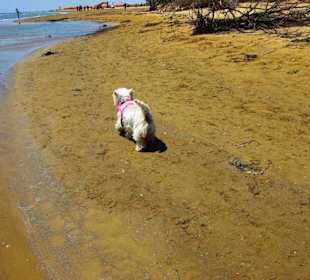Sehr gute Auslaufmöglichkeiten