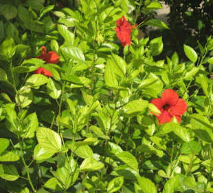 Las flores del jardín de Alcázar de Sevilla