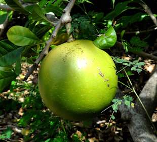Kalebassenfrucht am Baum