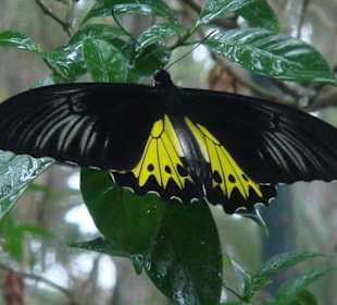 Sehenswerter Ausflug auf Sentosa