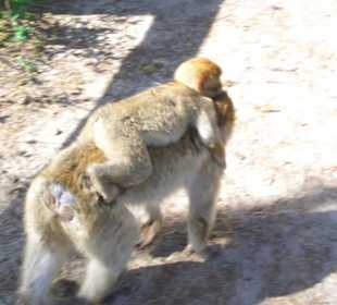 Im Affenwald Malchow