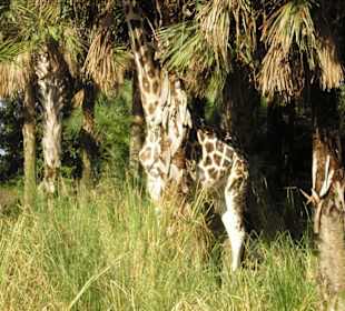 Eine Giraffe in den Bäumen