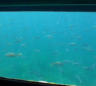 Viele Fische zu sehen