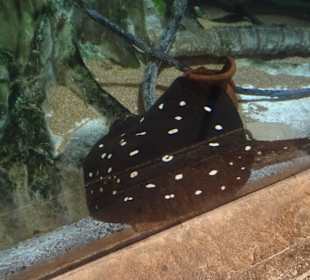 Im Mandala Bay Shark Aquarium