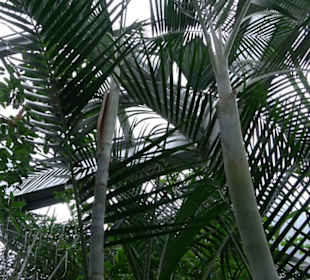 Tropicarium