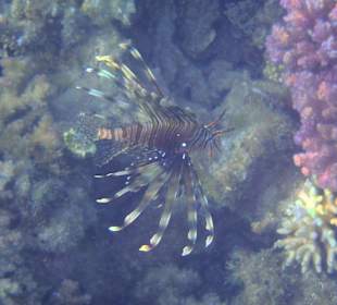 Feuerfisch