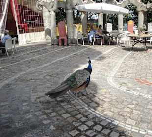 Auf der Vogelterrasse mit echtem Pfau