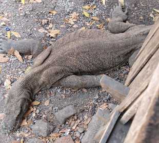 Waran unter Rangerstation auf Komodo
