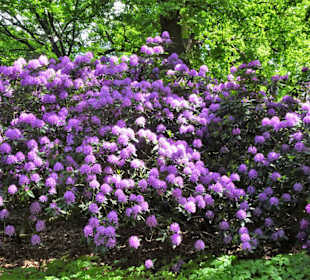 Impressionen aus dem Hirschpark