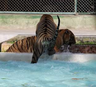 Zabawa tygrysów w basenie Tiger Kingdom